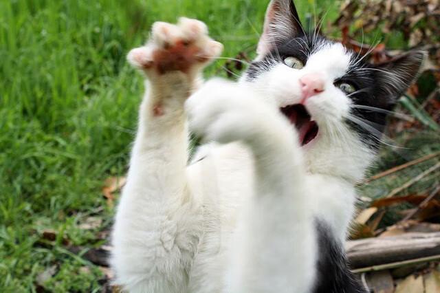 开云体育下载-Chinese Taipei团队的未来：从本土强队到世界冠军，taipei of china