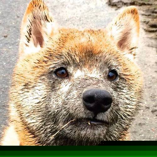 开云官网-五大联赛争冠与保级大战战术板对比深度剖析,五大联赛争冠形式