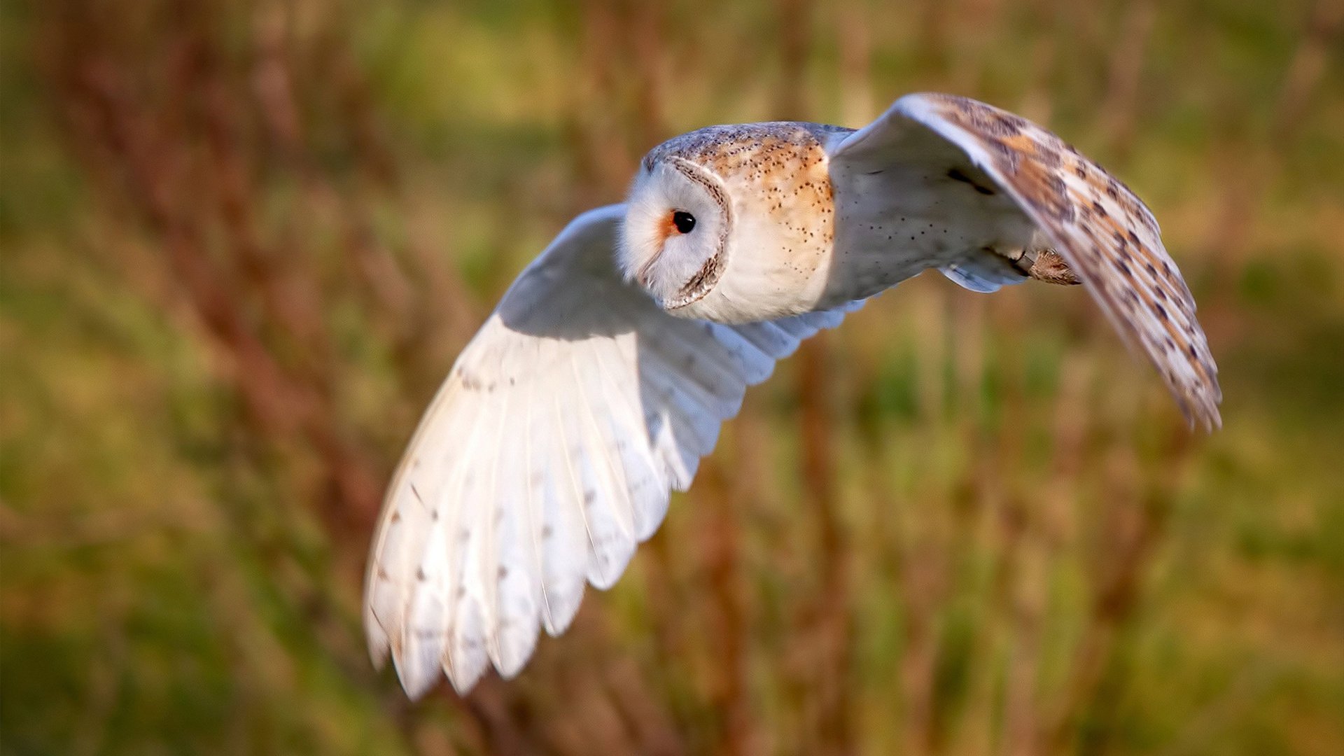 开云在线入口-五大联赛二次进攻机会利用率是否决定强弱之差,fiba二次进攻时间