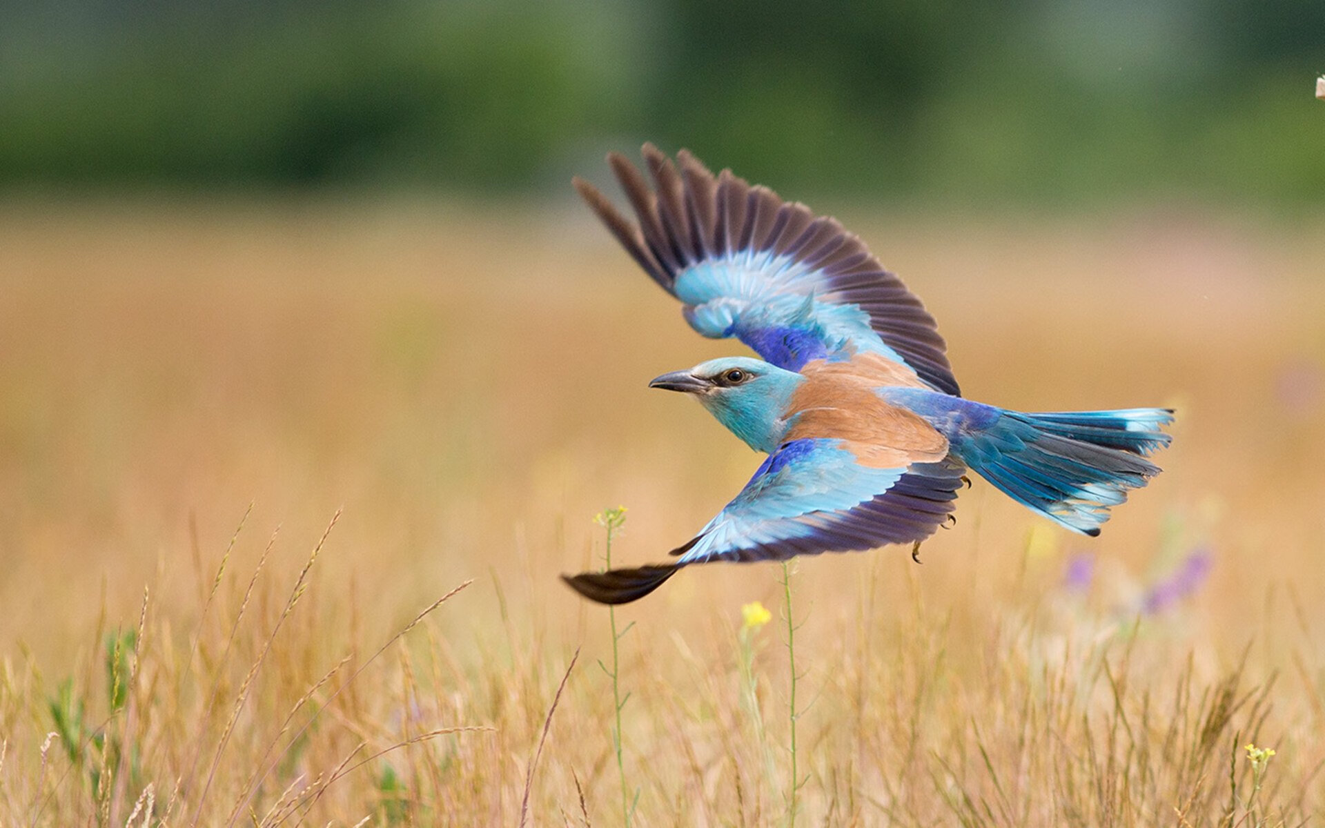 开云体育app-团队技战术配合初见成果,团队成员在技术和技能上形成互补