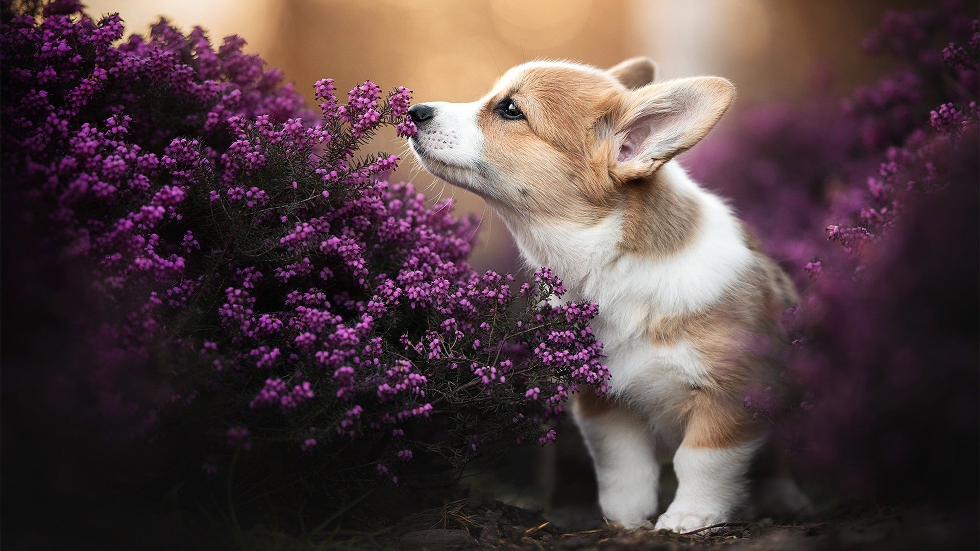开云在线登入-国际热身赛中国女足战平 球迷期待未来突破,中国女足热身赛直播