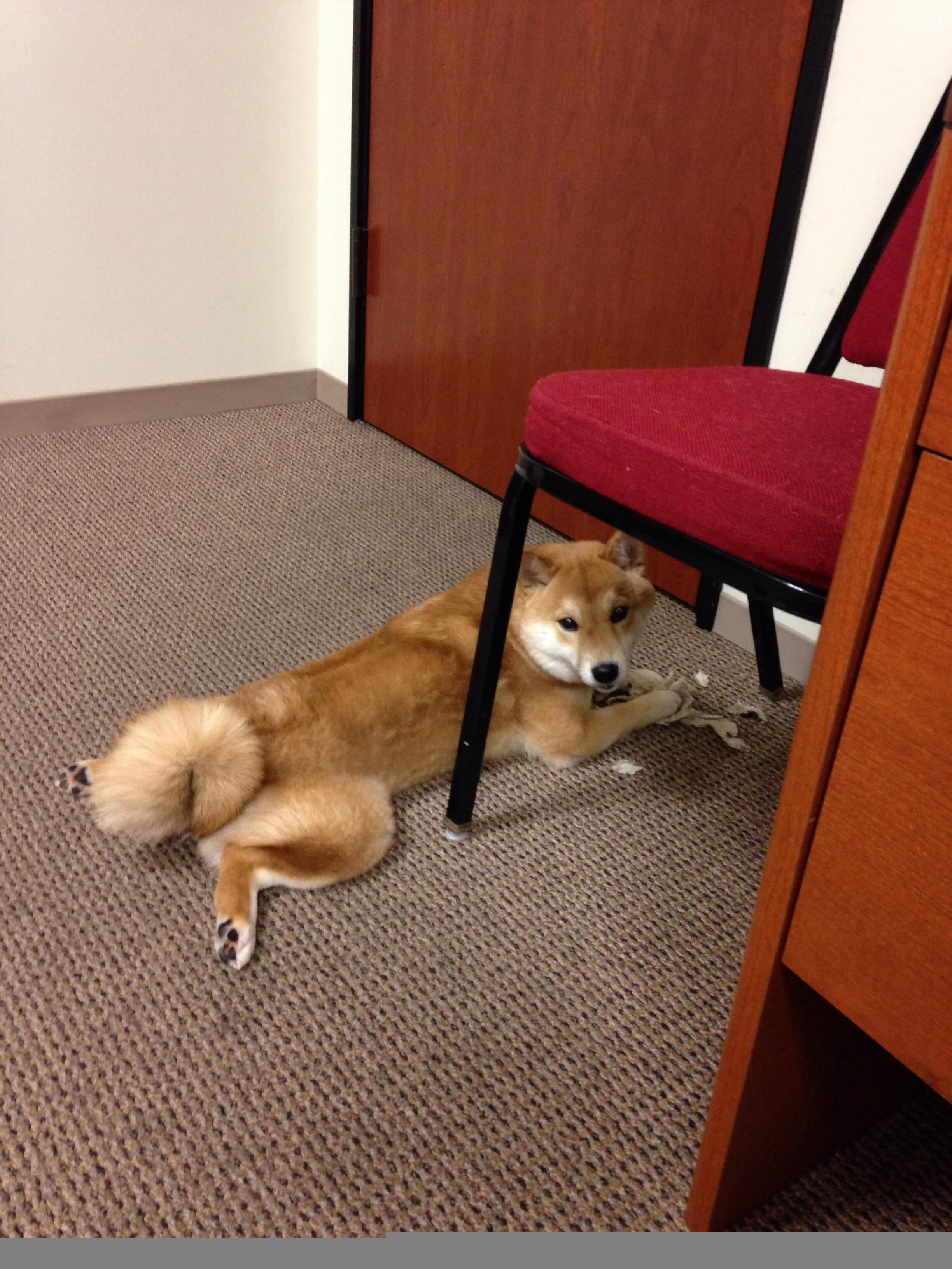 开云体育-奥运备战进展顺利重点项目成绩突出,奥运会备战办公室是什么单位