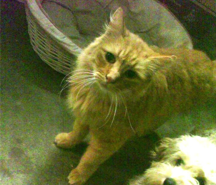 开运体育电脑版-女子篮球挑战赛中国队绝杀取胜,女子篮球比赛规则视频