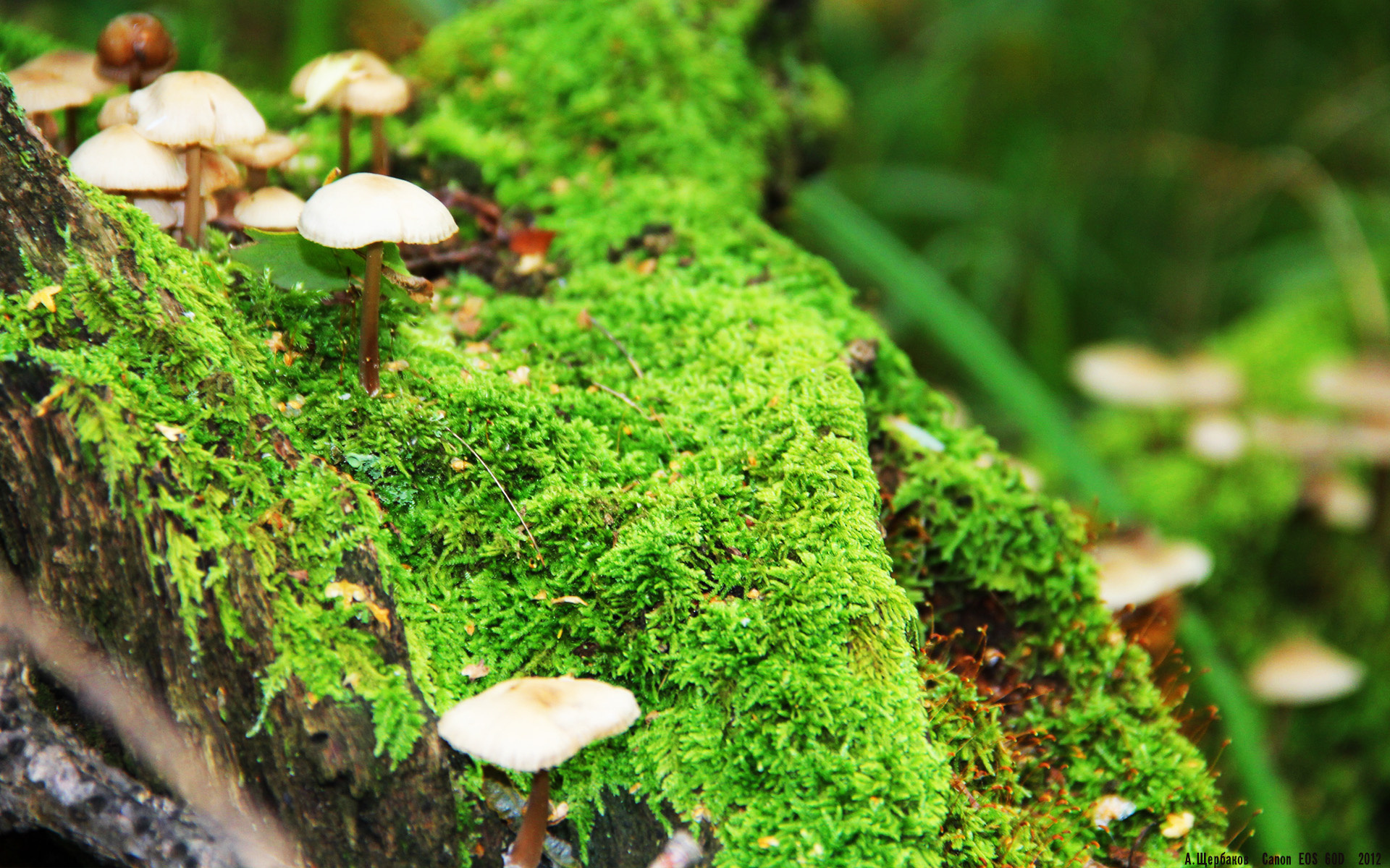 开云在线登入-女子400自赛场掀起澳洲风暴,澳大利亚女子400米自由泳 开云在线登入-女子400自赛场掀起澳洲风暴,澳大利亚女子400米自由泳