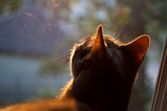 开云体育官网登入-女子100仰德国成绩进入世界前十,德国女子400米