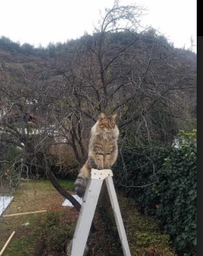 开云体育在线登入-德国队2024年表现:从赛场挑战到技术突破,德国队这几年