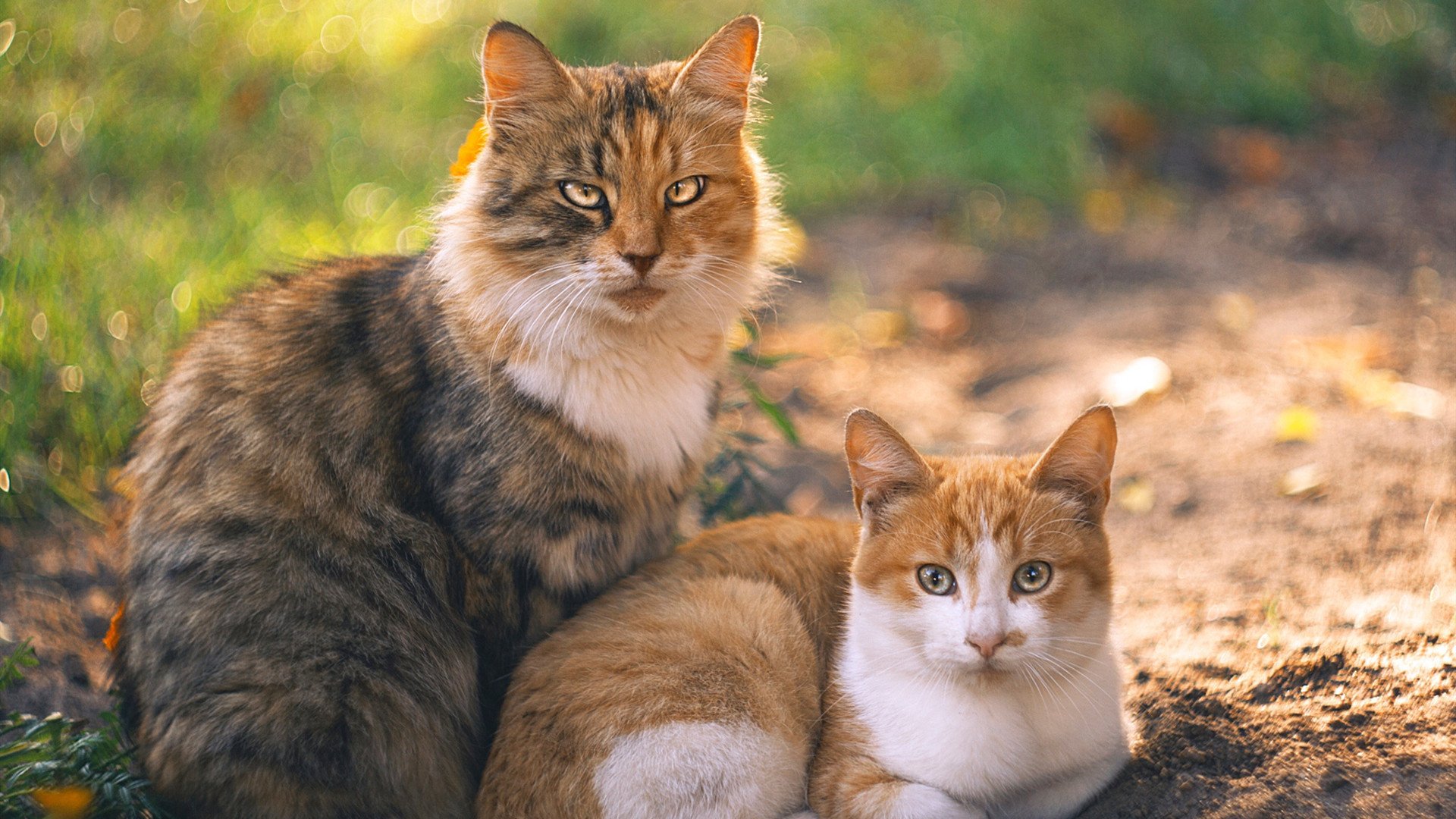 kaiyun开云体育-技术动作柔和度对速度影响,技术动作柔和度对速度影响有哪些