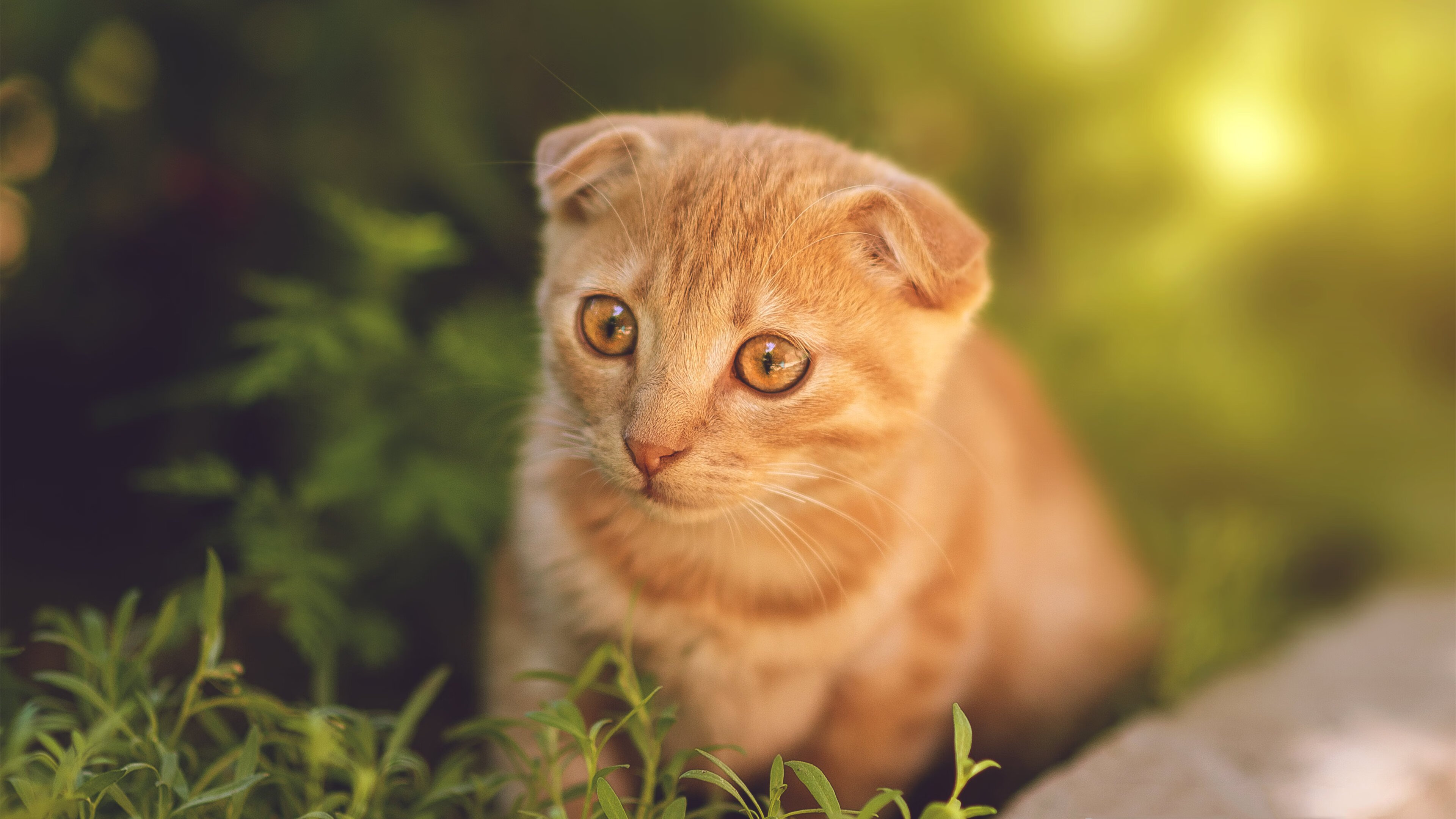 开云app-快节奏防守策略是否易引发轮转错位问题,快节奏,慢节奏