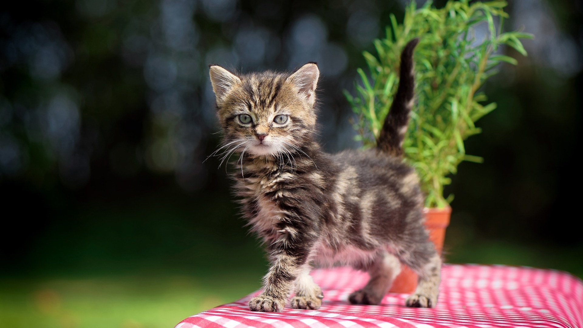 开云体育-新型球台面料提升比赛稳定性与速度,台球材质种类