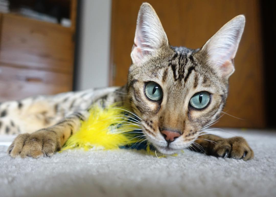 开云app-浙江雄狮结合对手弱点灵活调整战术方向,浙江的雄狮香烟硬多少钱