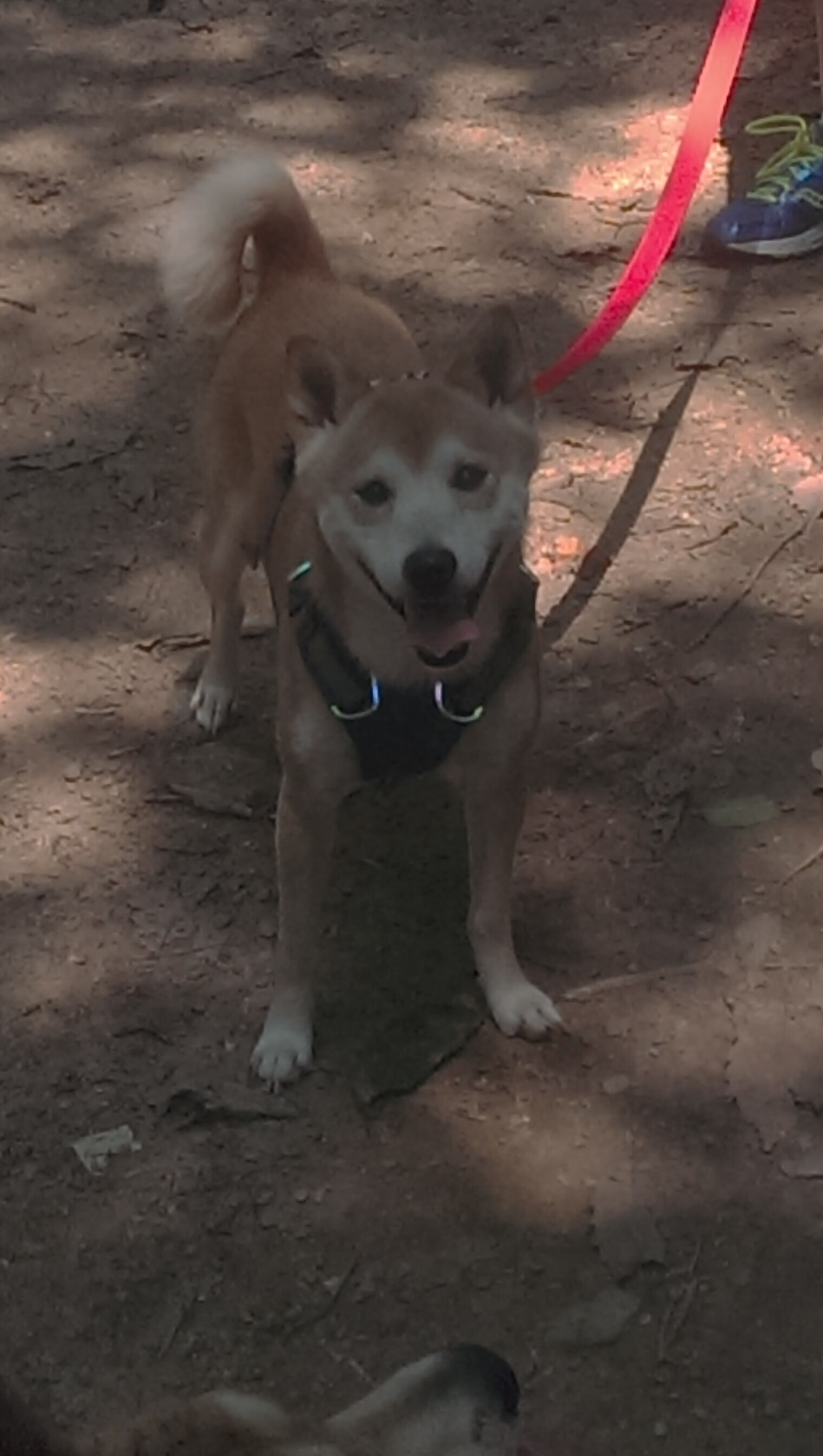 开运体育电脑版-球员职业发展道路模糊不清,职业球员的定义