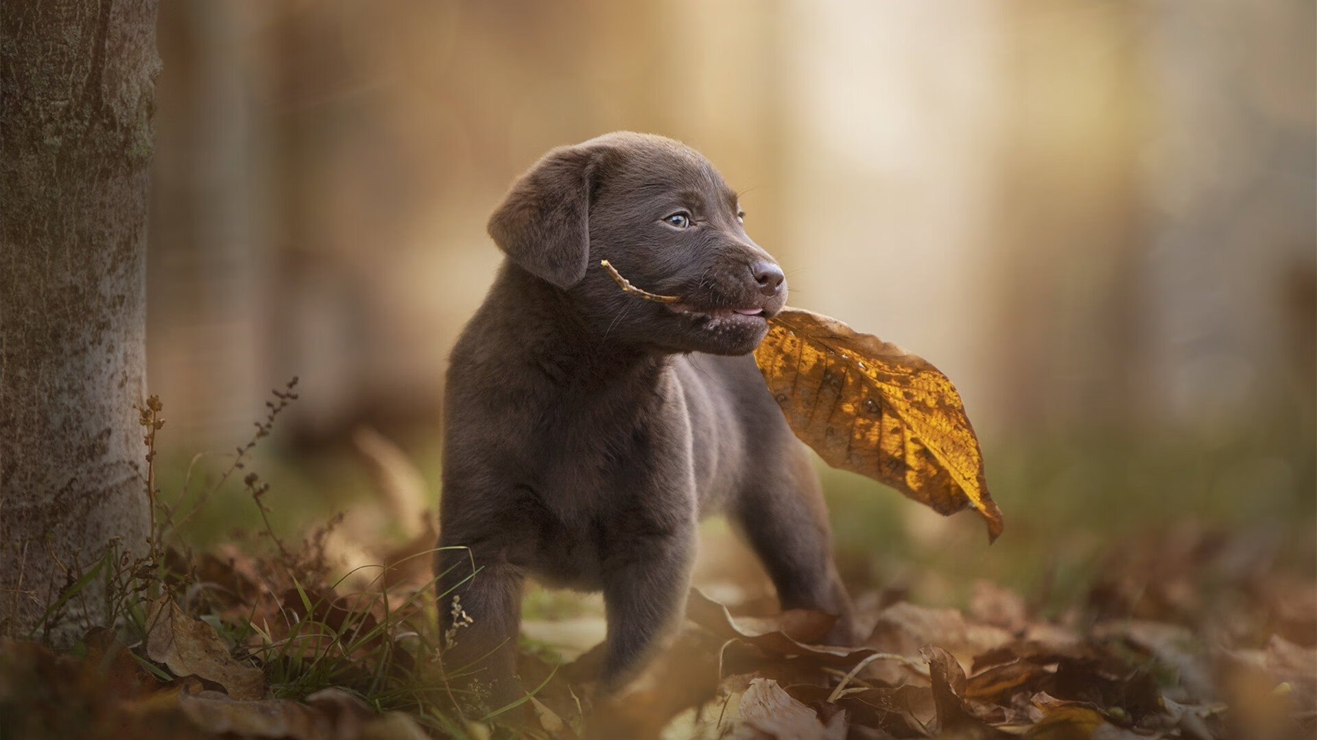 开云体育官网登入-球队是否倾向于使用高位站位阻断对手前场组织,球队处于优势怎样安排战术