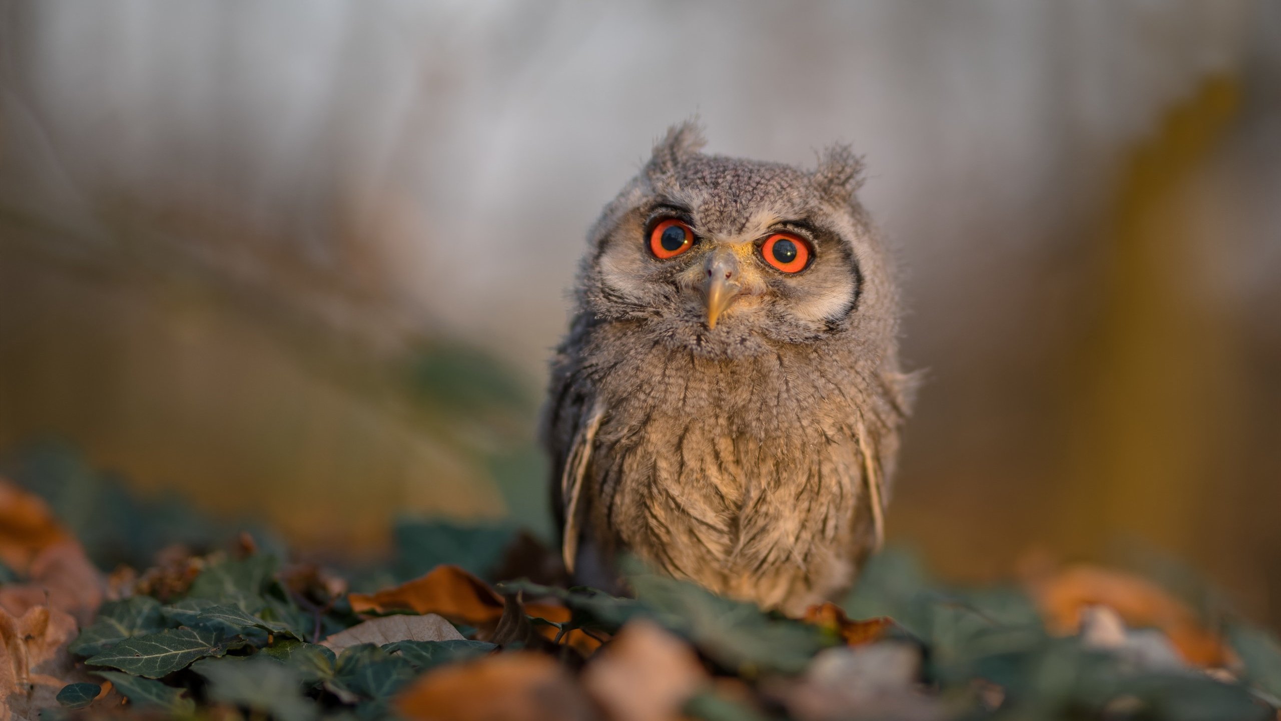 开云体育官网下载-男子接力配合默契惊艳全场,男子接力4×100