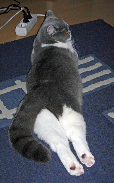 开云在线登入-男子200蛙德国主将位列第五,德国田径运动员男