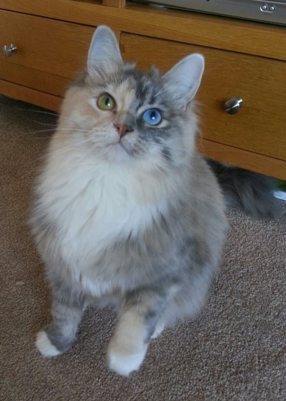 开云体育app-男子200蝶美队实现包揽