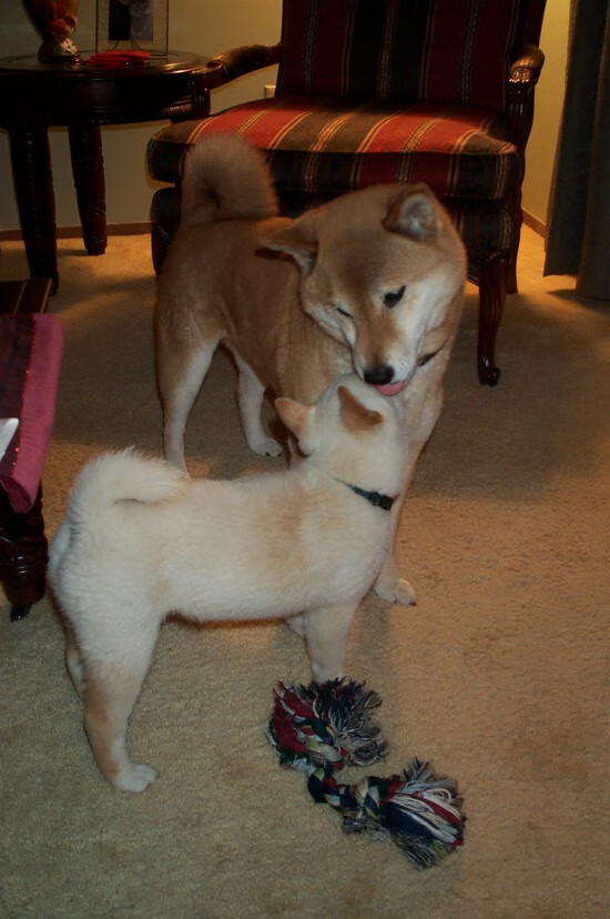 开云官方网-裁判心理韧性训练课程正式推广实施,裁判素养