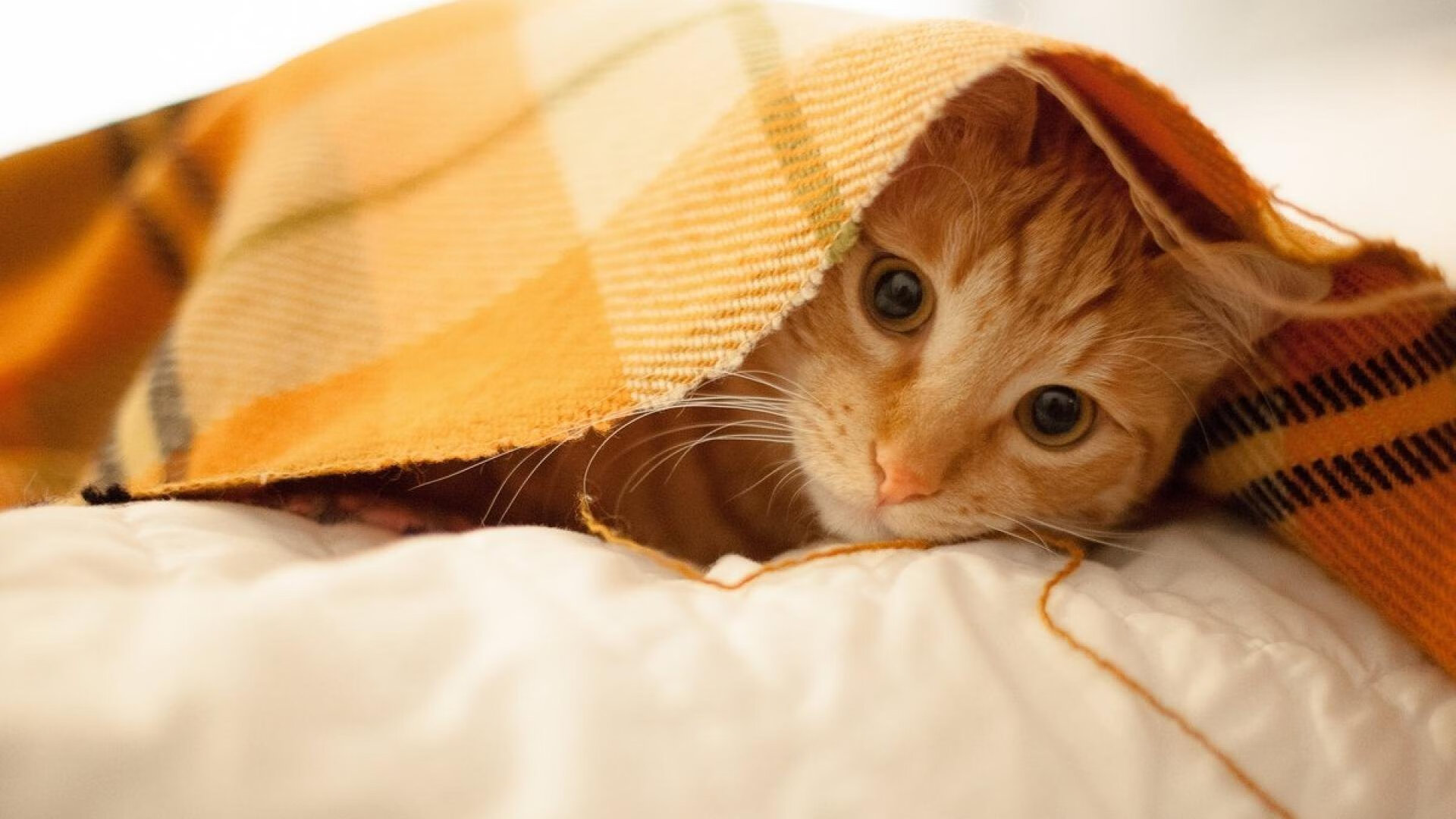 开云体育app入口-边路直传组合跑动频率与战术成功率的对比