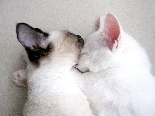 开云体育入口-马竞锋线轮换保证火力输出不减,马竞产神锋