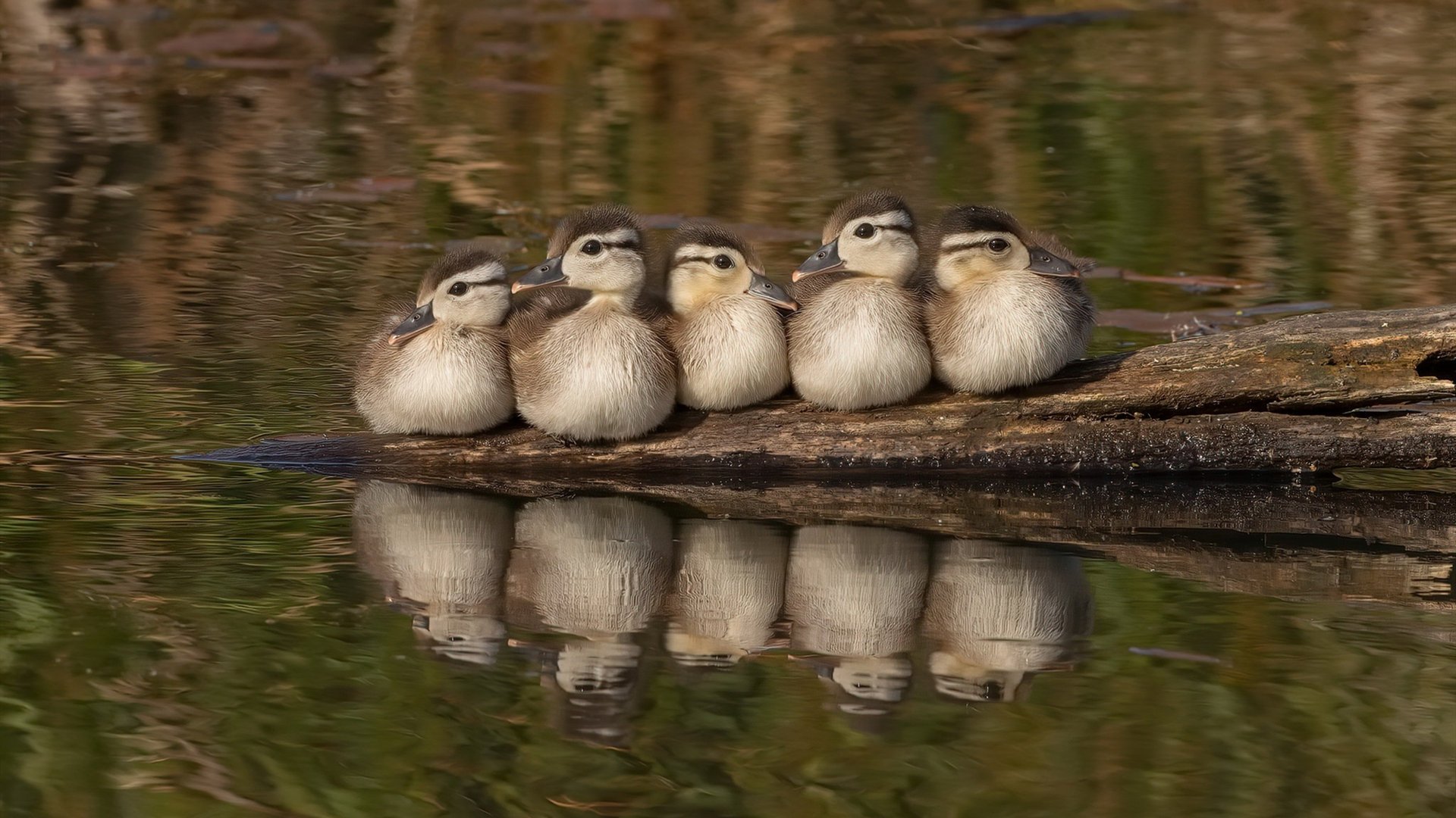 开云体育官网app-马赛后防集中度提升力保零封