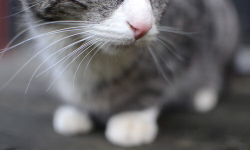 开云体育在线官网-非遗文旅深度融合,世运展现成都魅力,成都非遗传承体验基地