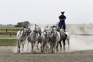 开云在线登入-马术运动进校园课程体系初步建立,马术走进校园合作方案