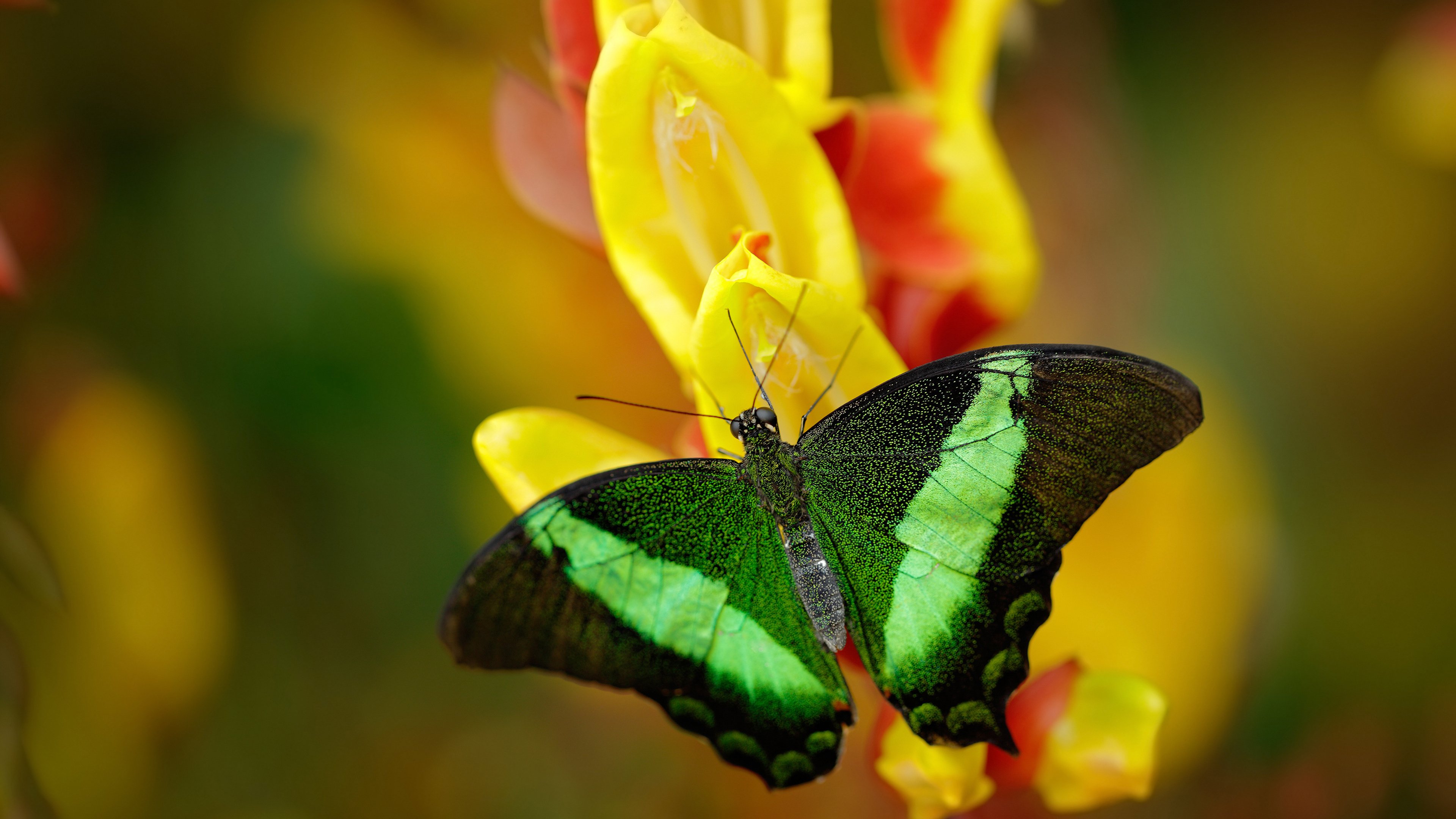 kaiyun网址-“尼古拉斯·桑特基的技巧与创造力,帮助美洲狮队走向橄榄球巅峰”