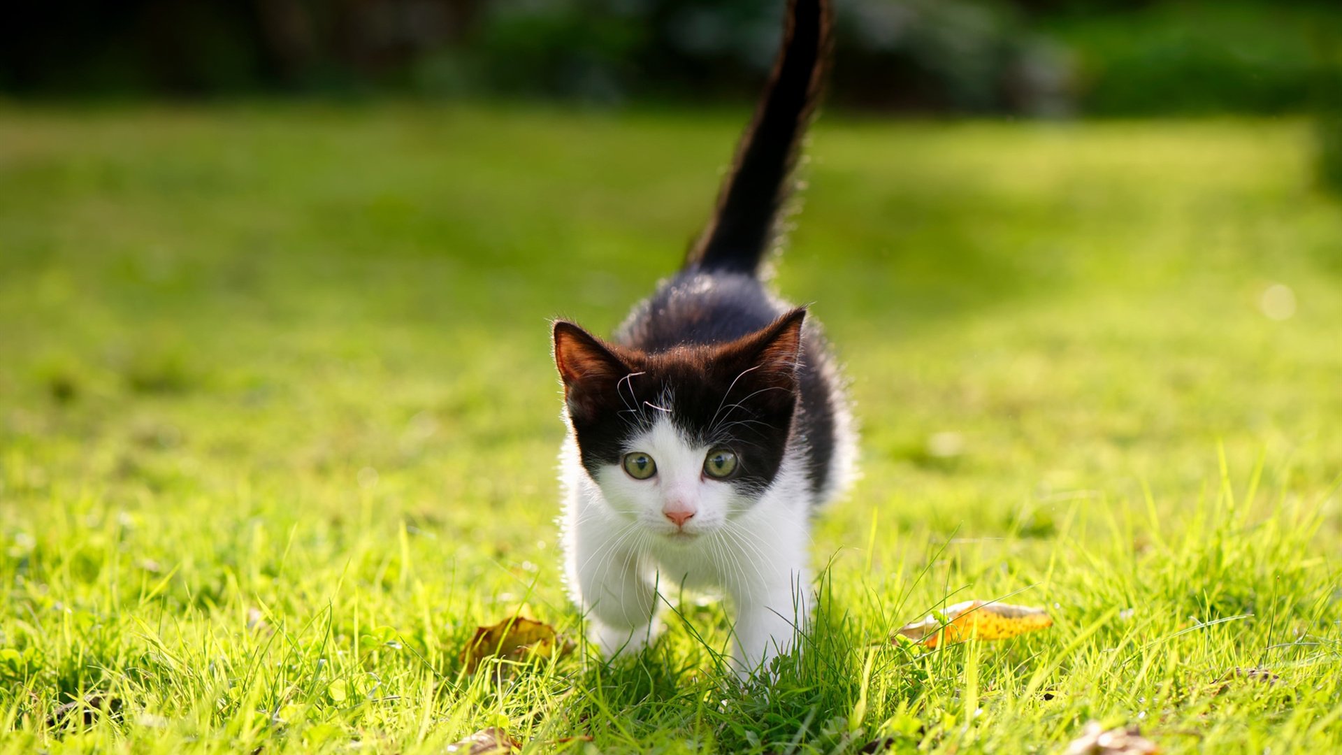 kaiyun网址-“安赫尔·巴尔博萨的突破与配合技术,帮助美洲狮队发挥战术优势”