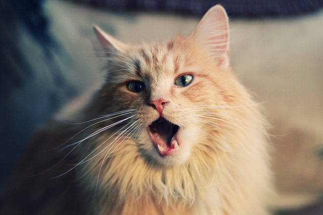 开云体育在线下载-“费尔南多·比亚尔巴:从球场明星到阿根廷橄榄球的代言人”