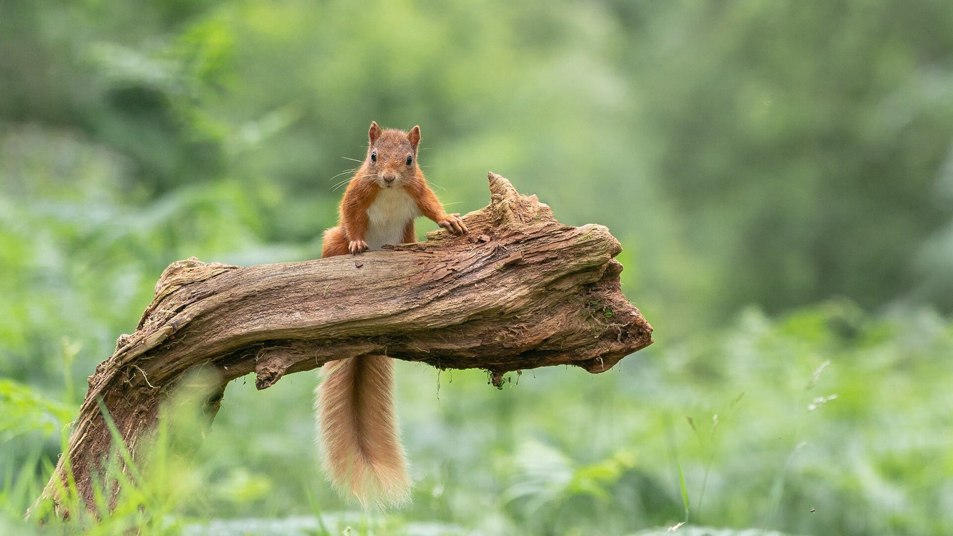 开云体育在线官网-“南非羚羊队的年轻血液:萨尔·巴赫如何改变比赛格局”