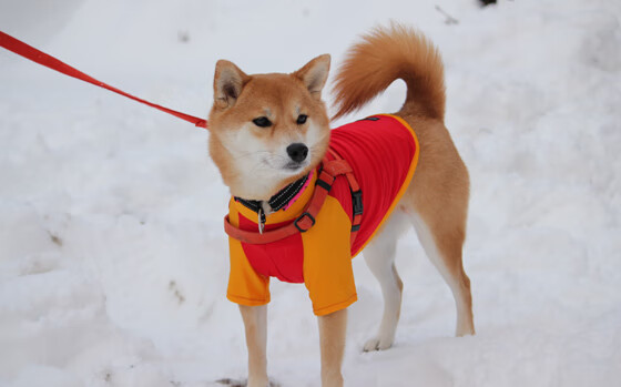 开云体育官网在线-“马科斯·莫奇的稳固防线与出色反应,帮助美洲狮队迎接世界挑战”