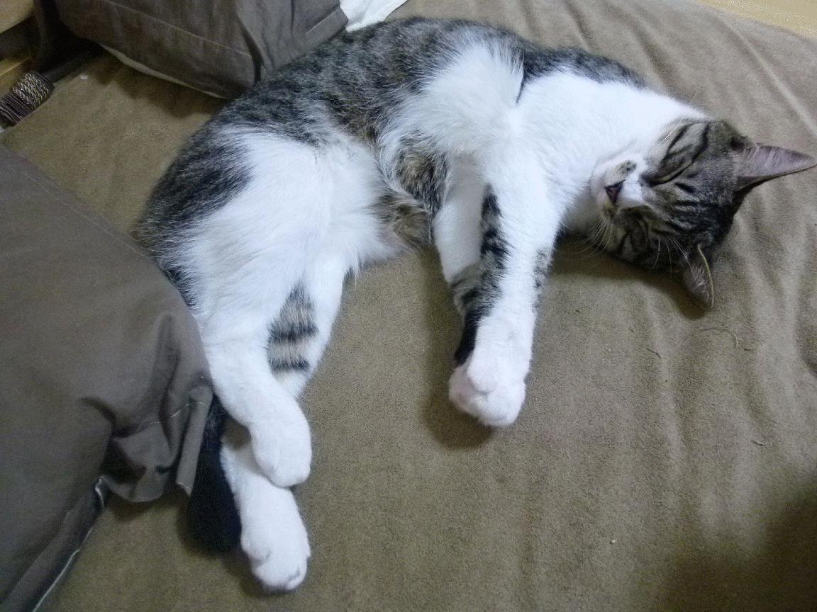 kaiyun网址-“马科斯·莫奇的全场防守表现,帮助美洲狮队在世界赛场上占领一席之地”