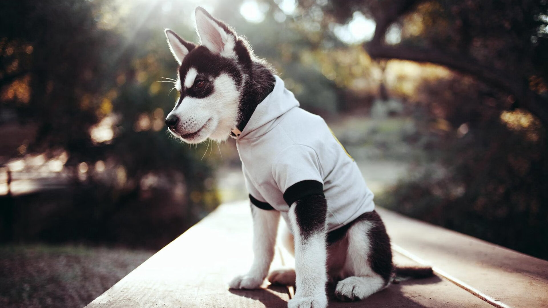 开云体育网址-“马丁·高尔西:防守与进攻并行的全能球员,未来可期”