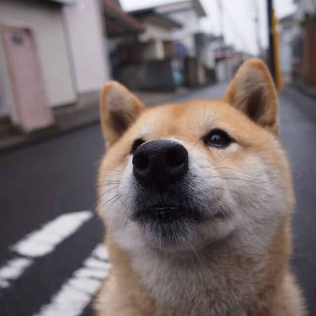 开云体育入口-世界杯吉祥物发布,设计理念引网友热议,世界杯吉祥物的寓意