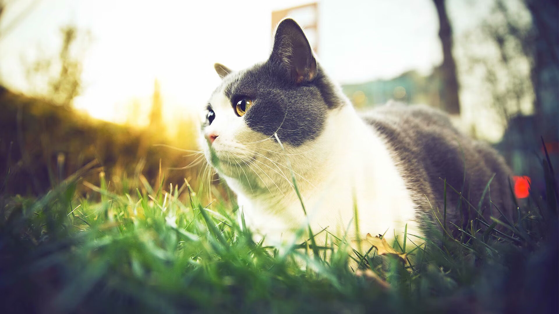 kaiyun开云体育-世界杯大战:逆境逆袭的足球精神展现,世界杯大战_逆境逆袭的足球精神展现了什么