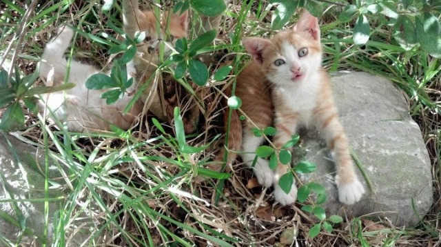 开云体育在线-中国足球国家队中场组织能力持续提升,中国足球中场现役人员