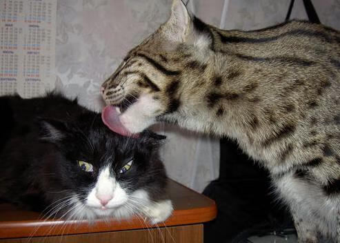 开云体育下载-中国足球俱乐部联合社区学校建立足球共建模式，区足球协会怎样成立