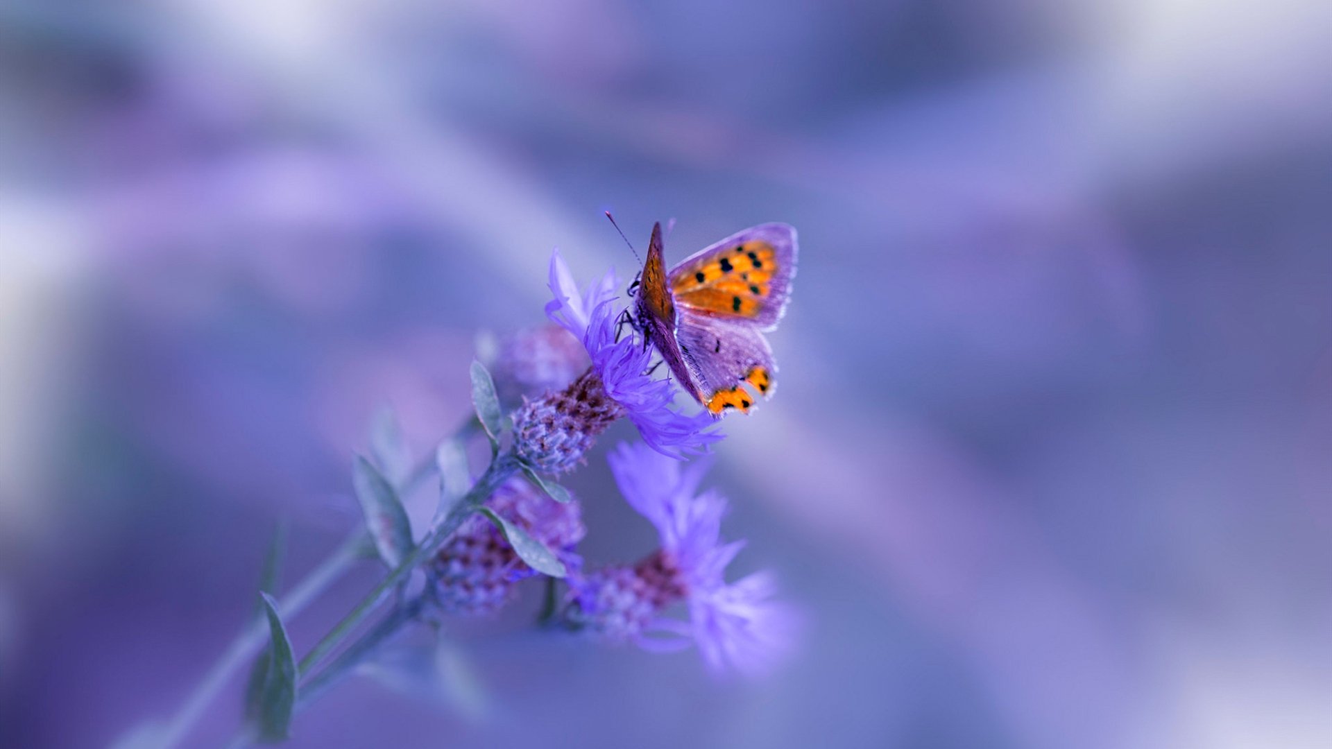 kaiyun开云体育-中国足球国家队推进数据分析与教练配合机制,国家足球队教练有哪些