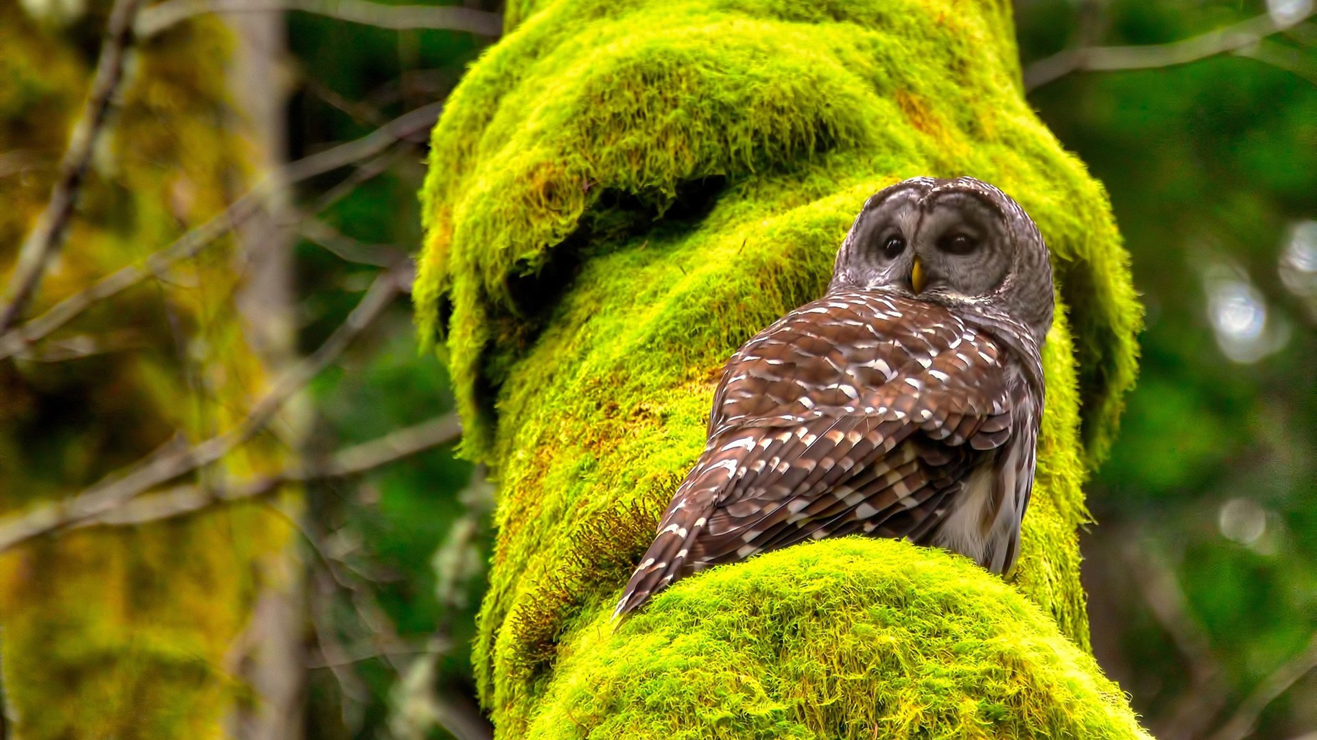 开云体育在线登入-中国足球联赛国际合作交流活动丰富,中国足球联合队