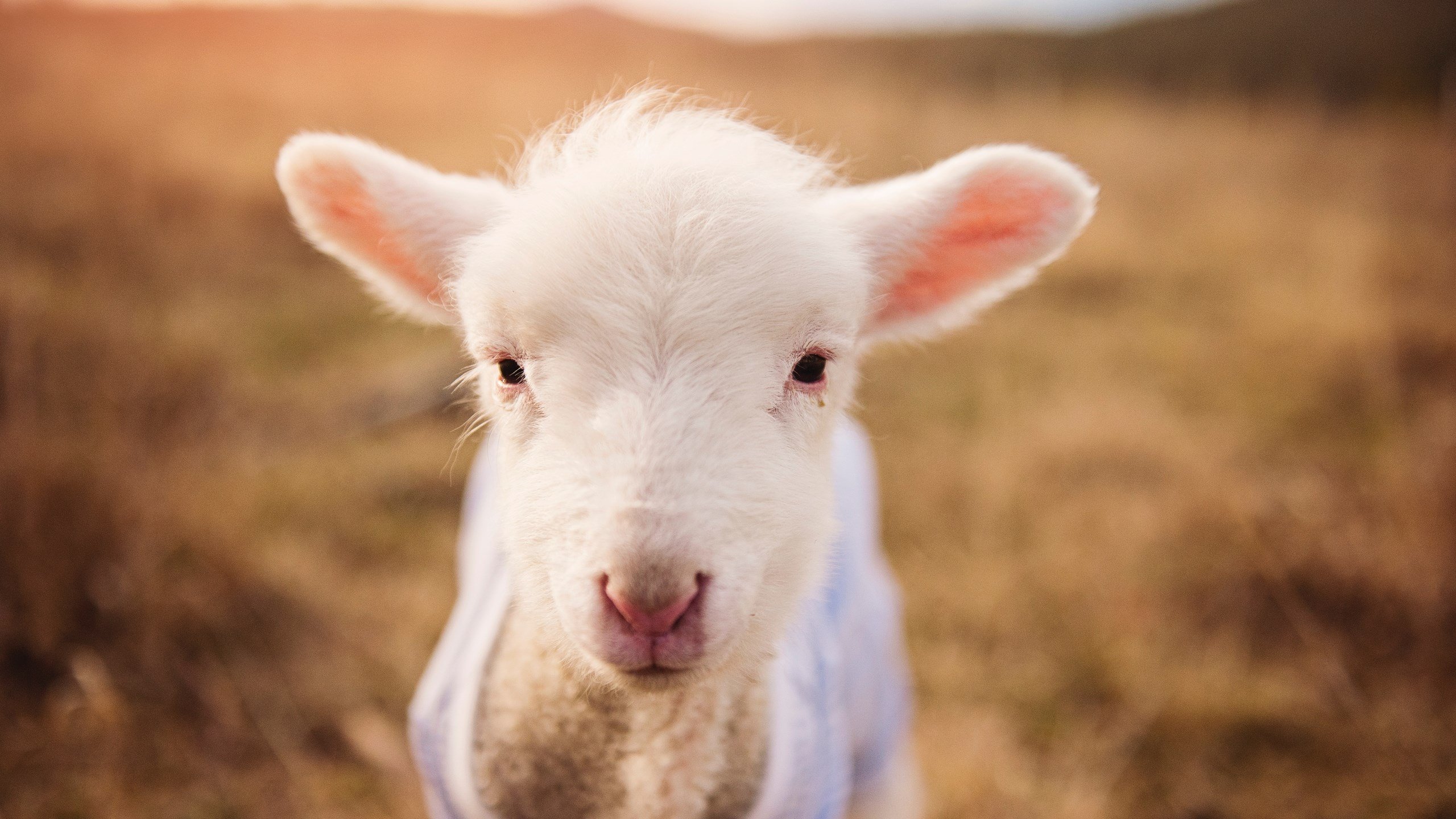 开云体育官网下载-中国足球国家队集训计划公布,中国足协公布的国足集训名单