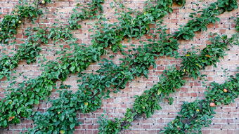 开云体育官网app-中国足球探索多中心训练模式提升区域发展均衡,国内足球训练基地