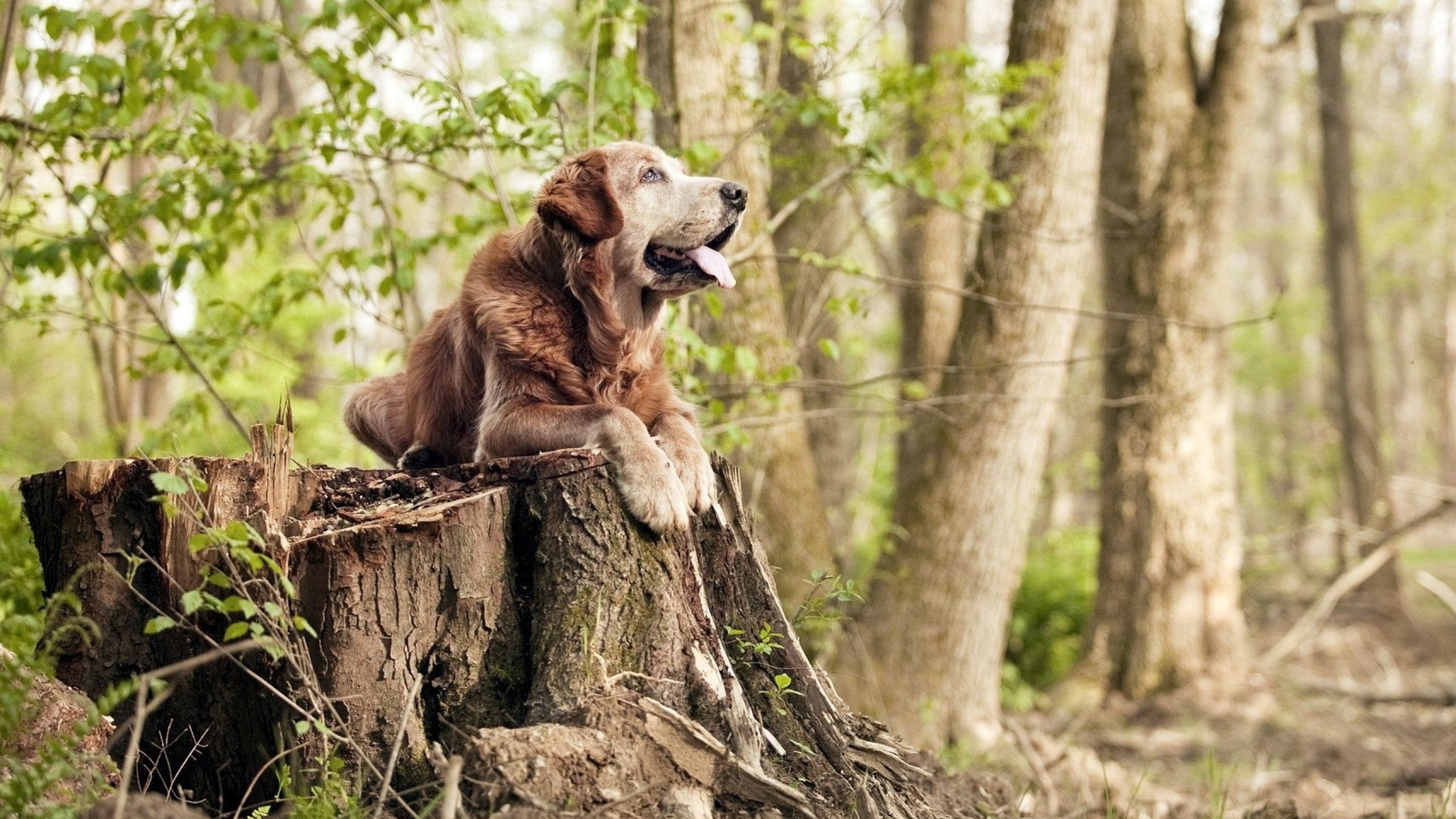 开云体育app下载-中国足球联赛搭建全员视频复盘反馈通道,足球赛后复盘app