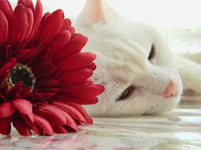 开云体育足球-中国足球国家队技术动作标准化培训展开,全国足球运动技能等级认证