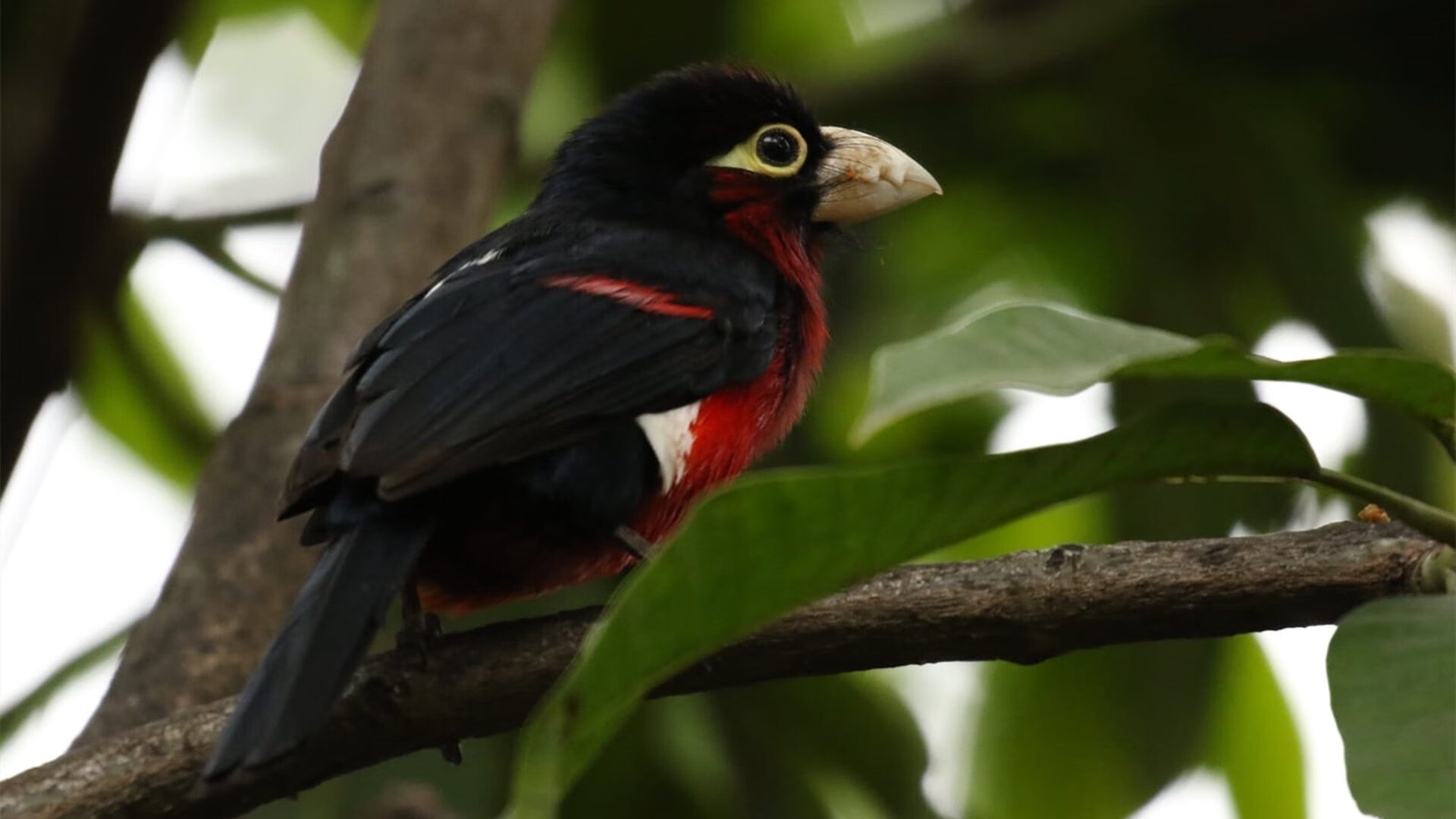 开云体育app在线-中学篮球推广篮球基础动作标准化教学,中学篮球运动