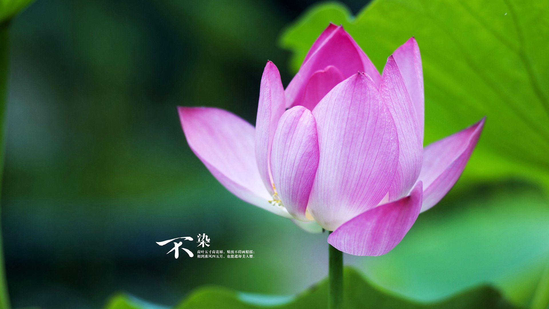 开云体育在线下载-中意选手蝶泳交锋再添看点,中游体育蝶泳