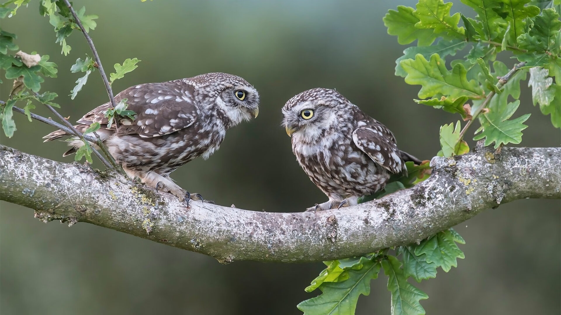 开云体育在线入口-仰泳冲刺中立代表队A女将稳中有升,仰泳 2017