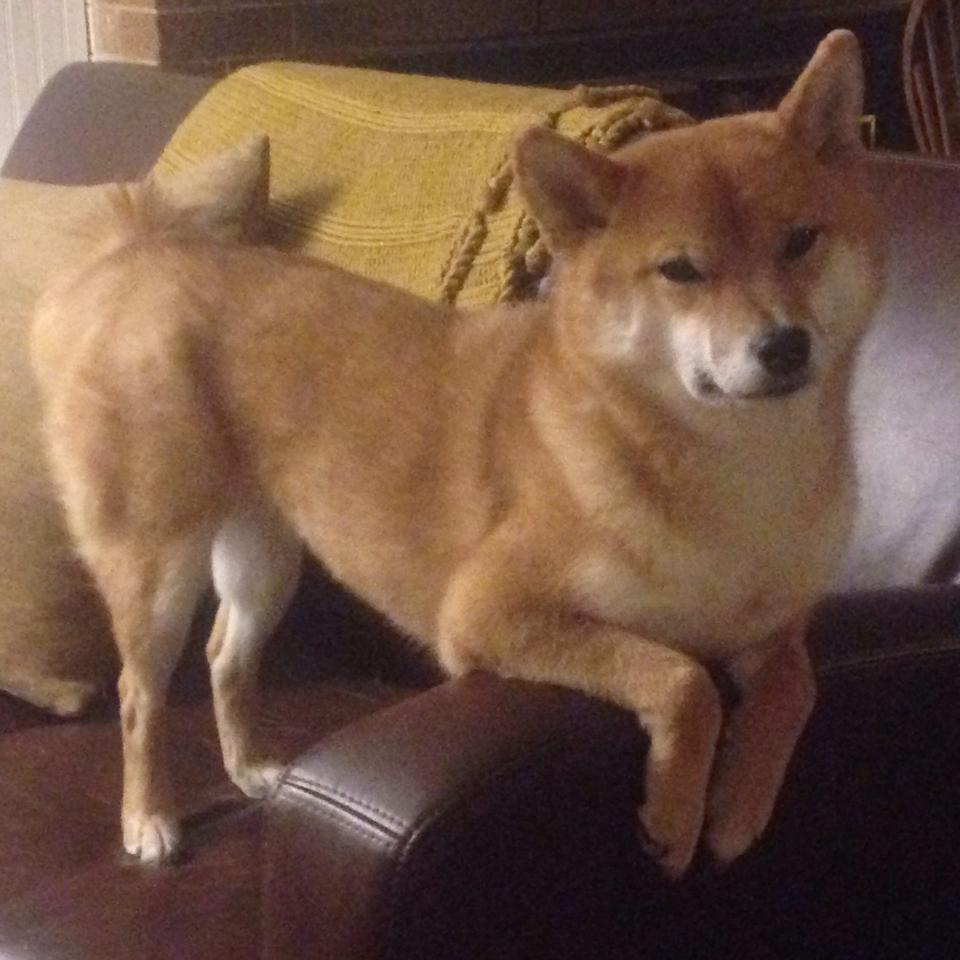 开云体育app-伯科夫赛场表现获教练高度评价，博尔科夫